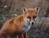 Wiosenna akcja szczepienia lisów