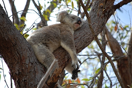 Krośnieńskie Spotkania z podróżnikami - Australia – kontynent kontrastów - zdjęcie w treści  nr 1