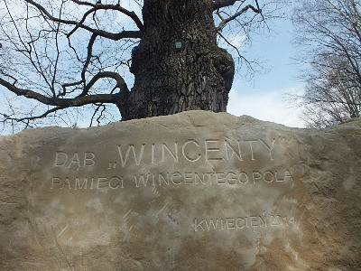 Dąb Wincenty - zdjęcie w treści 