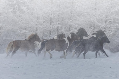 Hucuły – konie Karpat Wschodnich. Wystawa fotograficzna Łukasza Grudysza - zdjęcie w treści  nr 1