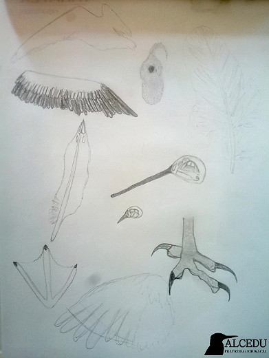 Przyroda wokół nas - zdjęcie w treści  nr 2