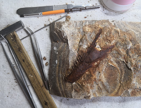 Wystawa paleontologiczna w Piwnicy PodCieniami