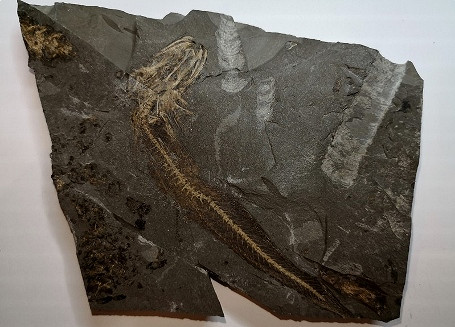 Wystawa paleontologiczna w Piwnicy PodCieniami - zdjęcie w treści nr 1