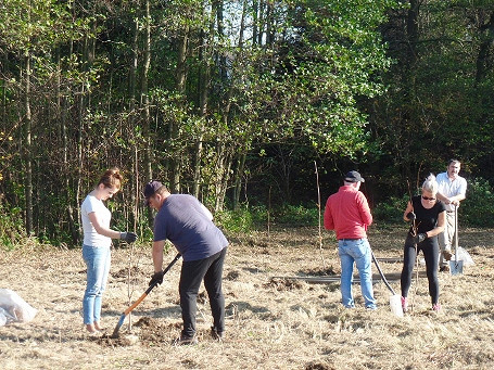 Lipy, akacje i klony dla ratowania środowiska - zdjęcie w treści 