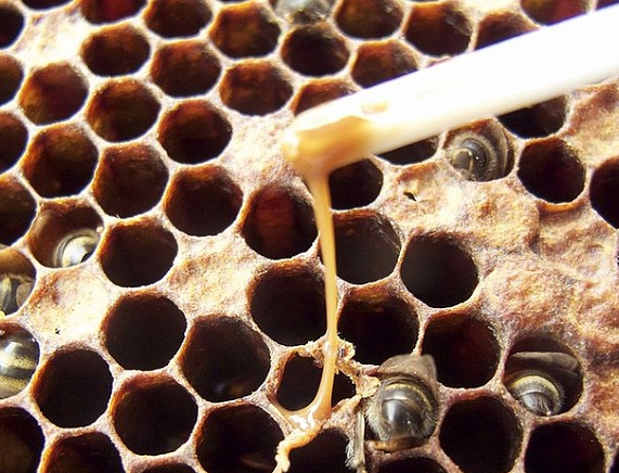 Test zapałką i charakterystyczna dla zgnilca amerykańskiego ciągnąca się nitka z obumarłej larwy