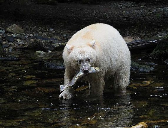 Plakat Krośnieńskich Spotkań z podróżnikami -  „Biało na czarnym. W poszukiwaniu niedźwiedzi  – duchów”