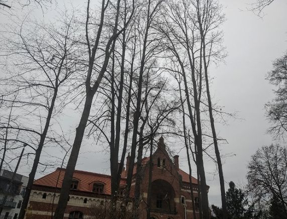 Drzewa w zabytkowym parku przy ul. Piastowskiej już wypielęgnowane