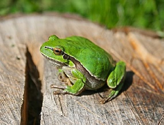 Zdjęcie żaby - źródło: Freepick