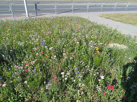 Kwietne łąki w Krośnie - zdjęcie w treści  nr 2