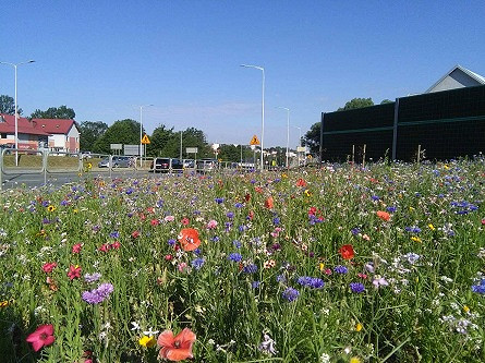 Kwietne łąki w Krośnie - zdjęcie w treści  nr 1