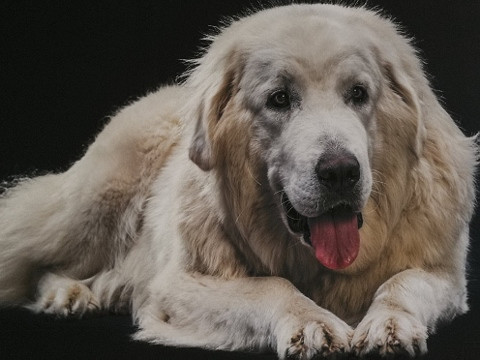 KUDŁATE FERIE - FUNDACJA RAZEM Z PSEM. ARTYSTYCZNE FERIE ZIMOWE W RCKP - zdjęcie w treści