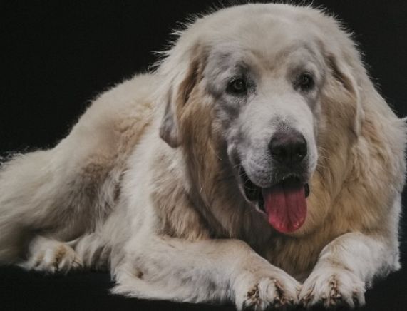 RCKP Kudłate ferie 2020 - na zdjęciu pies Bella