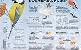 Grafika - dokarmanie ptaków
