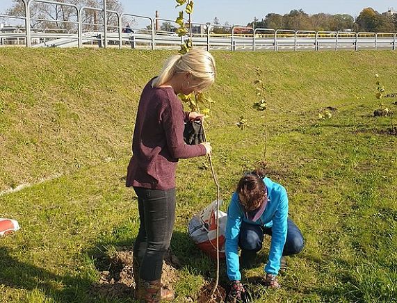 Sadzenie drzew miododajnych