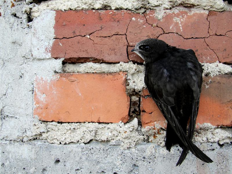 Jerzyki ograniczą ilość owadów. Budki lęgowe dla ptaków pojawiły się w mieście. - zdjęcie w treści