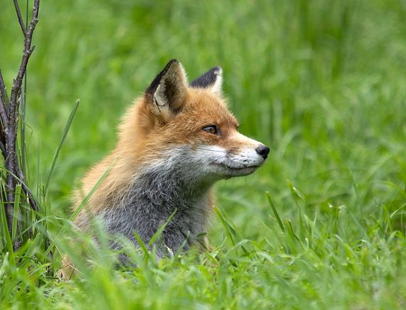 Źródło Pixabay - Lis