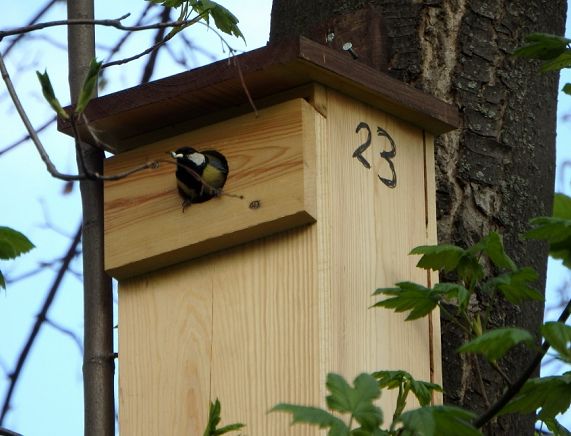 Ptak w budce lęgowej