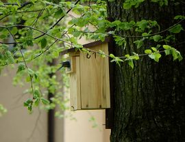 Ptak w budce lęgowej