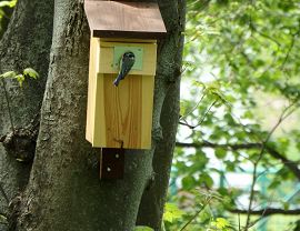 Ptak w budce lęgowej