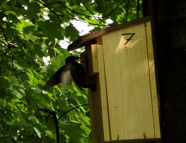 Ptak w budce lęgowej