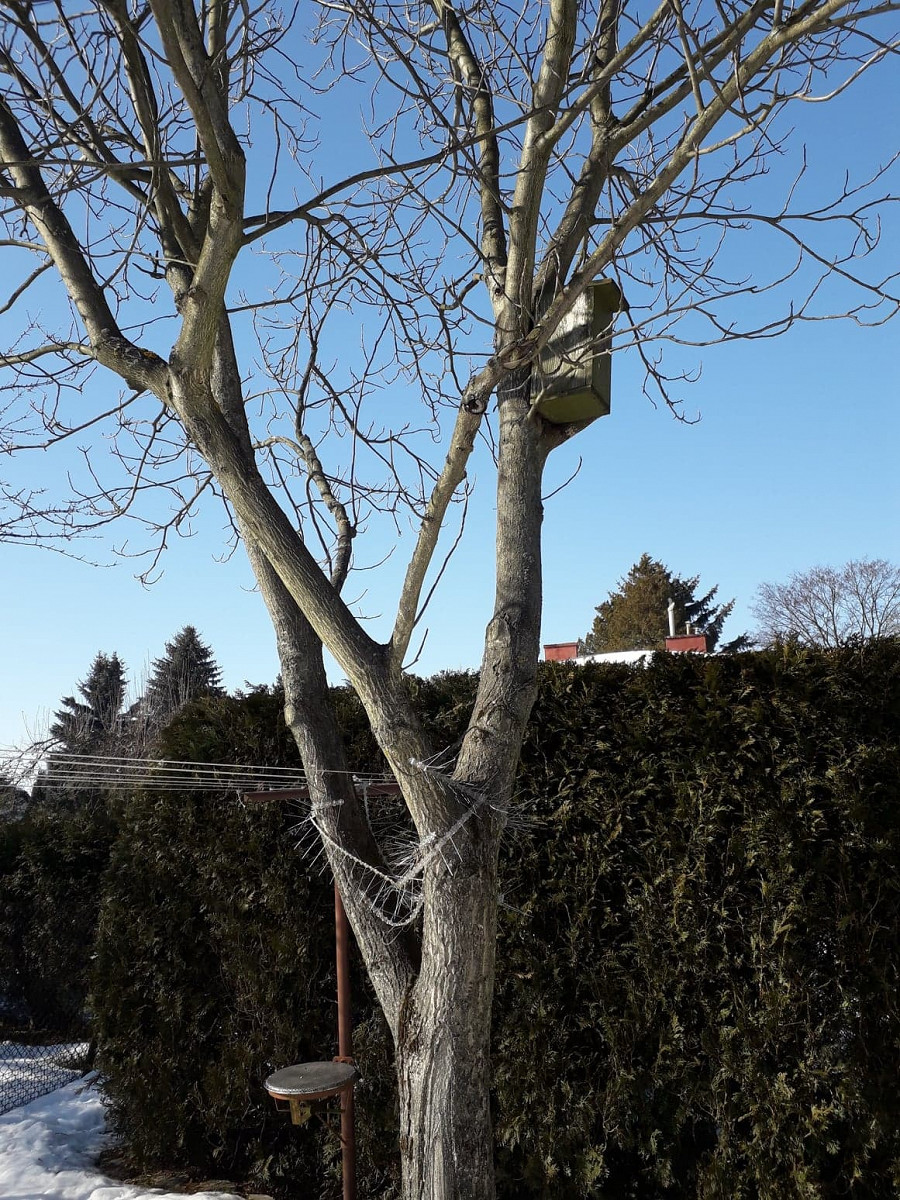 Puszek zabójca - zdjęcie w treści