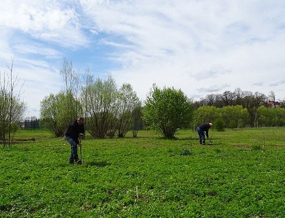 Sadzenie drzew w eksperymentalnym miejskim sadzie w zakolu Wisłoka