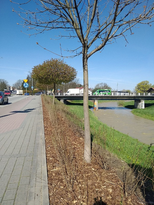 Wiosna w Krośnie - zdjęcie w treści nr 1