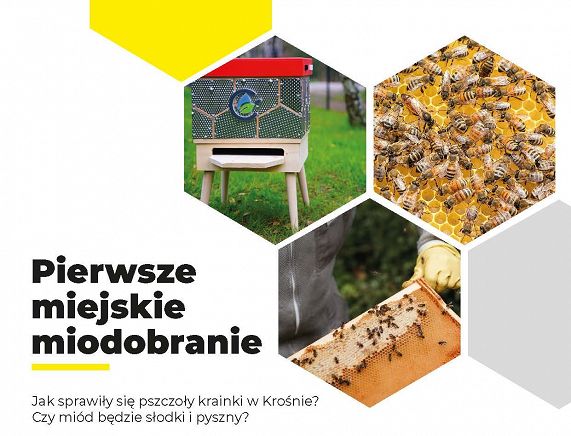 Plakat miodobranie