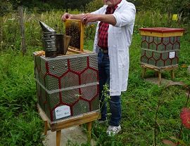 Krośnieńskie miodobranie - fot. M. Fiejdasz