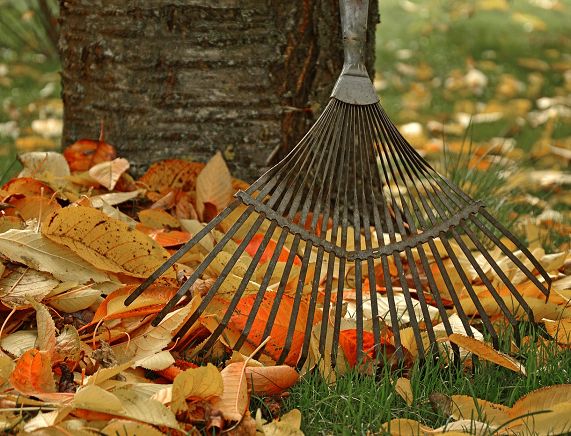Grabienie liści w ogrodzie - fot. pixabay