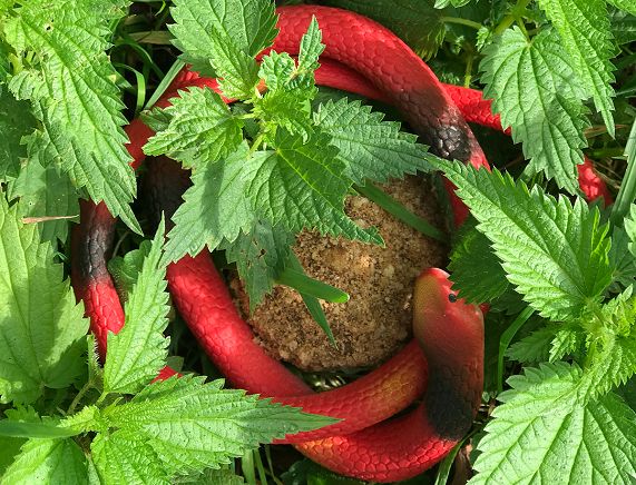 Plakat - Surrealistyczny program kulinarny w BWA