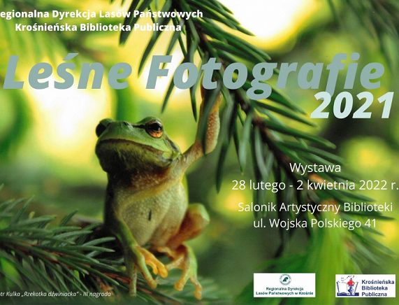 Afisz Leśne fotografie - żaba na gałązce jodły