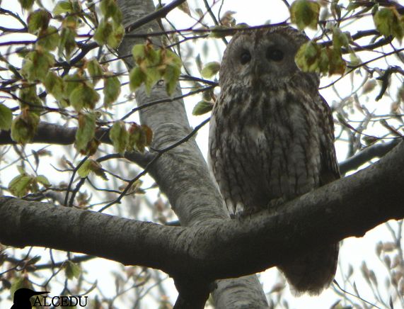 Sowa na drzewie - fot. Piotr Guzik