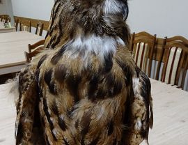 Noc sów w Krosnie - fot. M. Fiejdasz