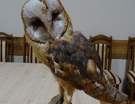 Noc sów w Krosnie - fot. M. Fiejdasz