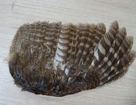 Noc sów w Krosnie - fot. M. Fiejdasz