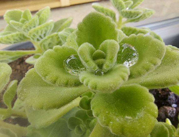 Krople wody na roślinie