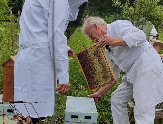 Miejskie miodobranie fot. M. Fiejdasz