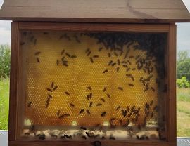 Miejskie miodobranie fot. M. Fiejdasz