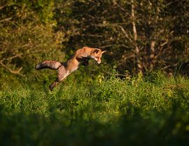 Muszański Szymon 2022 - 03