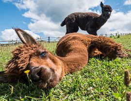 Antosz Krzysztof 2022 - 17