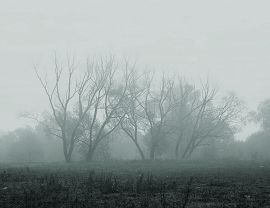 Frosty morning 001-photo Paweł Fiejdasz