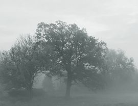 Frosty morning 002-photo Paweł Fiejdasz