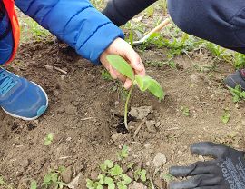 Sadzenie dyń w Krośnie