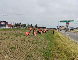 Sadzenie dyń w Krośnie