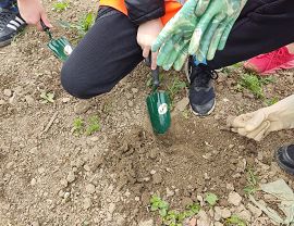 Sadzenie dyń w Krośnie
