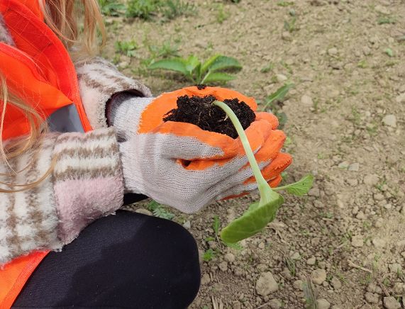 Sadzenie dyń w Krośnie