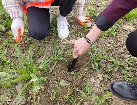 Sadzenie dyń w Krośnie