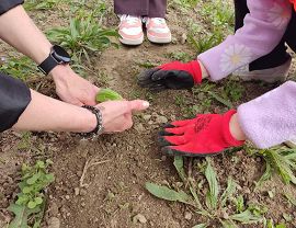 Sadzenie dyń w Krośnie