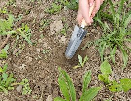 Sadzenie dyń w Krośnie